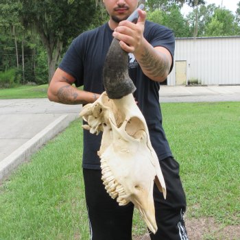 North American Bison Skull with 23" Horn Spread (NO POST OFFICE (USPS) SHIPPING!!)