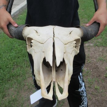 North American Bison Skull with 23" Horn Spread (NO POST OFFICE (USPS) SHIPPING!!)