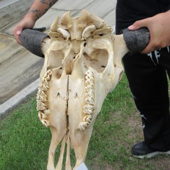North American Bison Skull with 23" Horn Spread (NO POST OFFICE (USPS) SHIPPING!!)