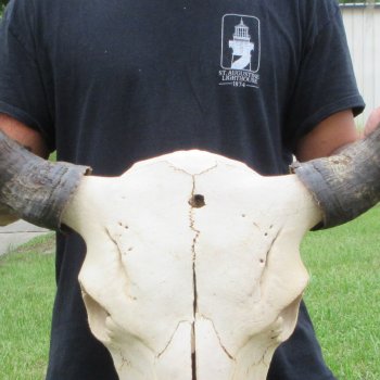 North American Bison Skull with 23" Horn Spread (NO POST OFFICE (USPS) SHIPPING!!)