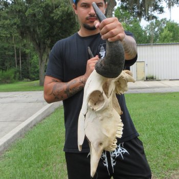North American Bison Skull with 22" Horn Spread (NO POST OFFICE (USPS) SHIPPING!!)
