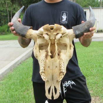 North American Bison Skull with 22" Horn Spread (NO POST OFFICE (USPS) SHIPPING!!)