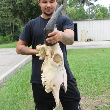 North American Bison Skull with 22" Horn Spread (NO POST OFFICE (USPS) SHIPPING!!)