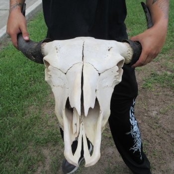 North American Bison Skull with 22" Horn Spread (NO POST OFFICE (USPS) SHIPPING!!)