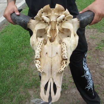 North American Bison Skull with 22" Horn Spread (NO POST OFFICE (USPS) SHIPPING!!)