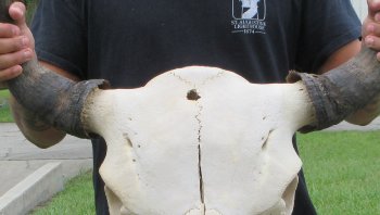 North American Bison Skull with 22" Horn Spread (NO POST OFFICE (USPS) SHIPPING!!)