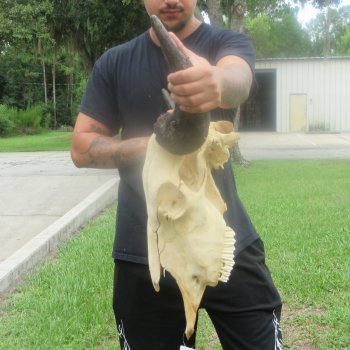 North American Bison Skull with 25" Horn Spread (NO POST OFFICE (USPS) SHIPPING!!)