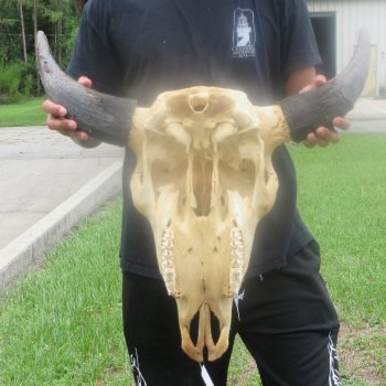 North American Bison Skull with 25" Horn Spread (NO POST OFFICE (USPS) SHIPPING!!)