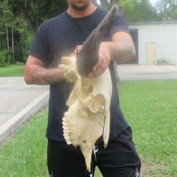 North American Bison Skull with 25" Horn Spread (NO POST OFFICE (USPS) SHIPPING!!)