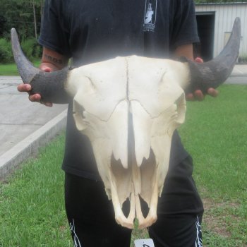 North American Bison Skull with 25" Horn Spread (NO POST OFFICE (USPS) SHIPPING!!)