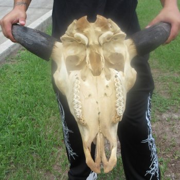 North American Bison Skull with 25" Horn Spread (NO POST OFFICE (USPS) SHIPPING!!)