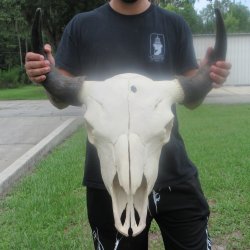 North American Bison Skull with 23" Horn Spread <font color=red> (NO POST OFFICE (USPS) SHIPPING!!!)</font>