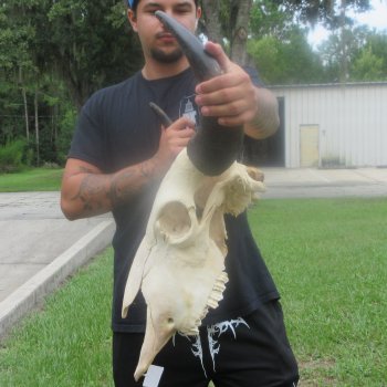North American Bison Skull with 23" Horn Spread (NO POST OFFICE (USPS) SHIPPING!!)