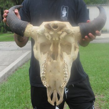 North American Bison Skull with 23" Horn Spread (NO POST OFFICE (USPS) SHIPPING!!)