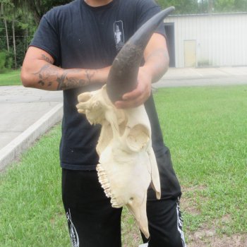 North American Bison Skull with 23" Horn Spread (NO POST OFFICE (USPS) SHIPPING!!)