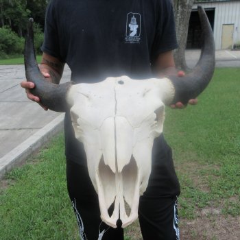 North American Bison Skull with 23" Horn Spread (NO POST OFFICE (USPS) SHIPPING!!)