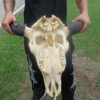 North American Bison Skull with 23" Horn Spread (NO POST OFFICE (USPS) SHIPPING!!)
