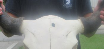North American Bison Skull with 23" Horn Spread (NO POST OFFICE (USPS) SHIPPING!!)