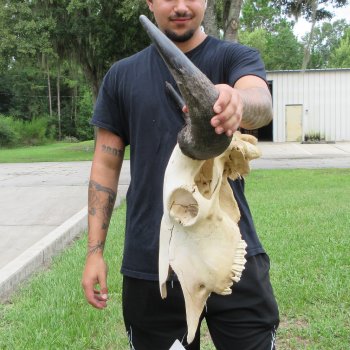 North American Bison Skull with 24" Horn Spread (NO POST OFFICE (USPS) SHIPPING!!)