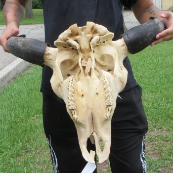 North American Bison Skull with 24" Horn Spread (NO POST OFFICE (USPS) SHIPPING!!)