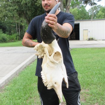 North American Bison Skull with 24" Horn Spread (NO POST OFFICE (USPS) SHIPPING!!)