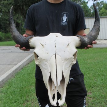 North American Bison Skull with 24" Horn Spread (NO POST OFFICE (USPS) SHIPPING!!)