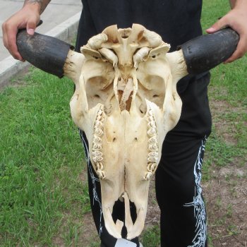 North American Bison Skull with 24" Horn Spread (NO POST OFFICE (USPS) SHIPPING!!)