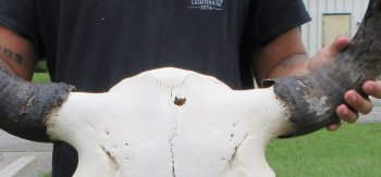 North American Bison Skull with 24" Horn Spread (NO POST OFFICE (USPS) SHIPPING!!)