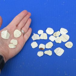 Twenty piece 3/4" to 1" Alligator Osteoderm Bones 