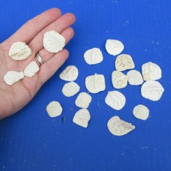Twenty piece 3/4" to 1" Alligator Osteoderm Bones 