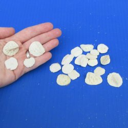 Twenty piece 3/4" to 1" Alligator Osteoderm Bones 