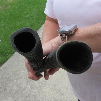 Two piece 24" & 25" Gemsbok, Oryx Horns  (NO POST OFFICE (USPS) SHIPPING!!)