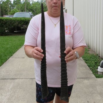 Two piece 25" & 26" Gemsbok, Oryx Horns (NO POST OFFICE (USPS) SHIPPING!!)