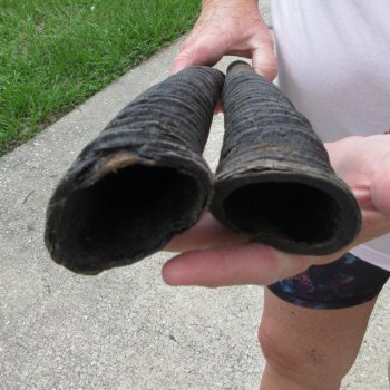 Two piece 25" & 26" Gemsbok, Oryx Horns (NO POST OFFICE (USPS) SHIPPING!!)