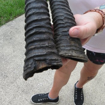 Two piece 25" & 26" Gemsbok, Oryx Horns (NO POST OFFICE (USPS) SHIPPING!!)
