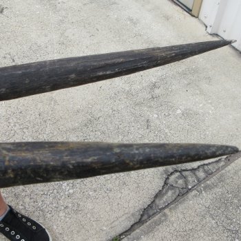 Two piece 25" & 26" Gemsbok, Oryx Horns (NO POST OFFICE (USPS) SHIPPING!!)