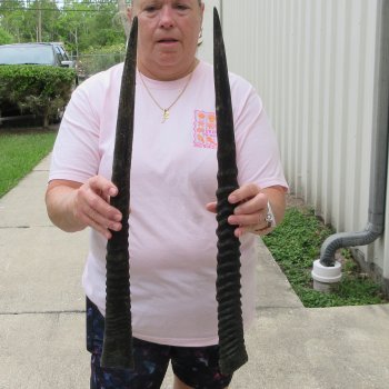 Two piece 24" Gemsbok, Oryx Horns  (NO POST OFFICE (USPS) SHIPPING!!)