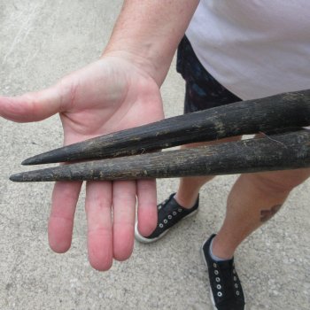 Two piece 24" Gemsbok, Oryx Horns  (NO POST OFFICE (USPS) SHIPPING!!)