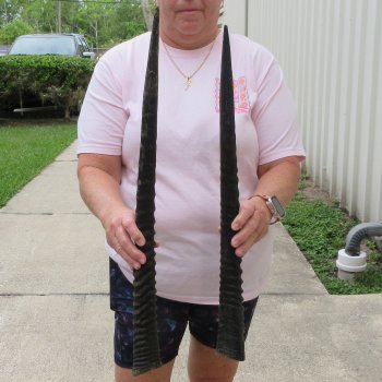 Two piece 23" & 26" Gemsbok, Oryx Horns (NO POST OFFICE (USPS) SHIPPING!!) 