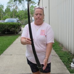 35" Polished Gemsbok Horn <font color=red>(NO POST OFFICE (USPS) SHIPPING!!) </font>