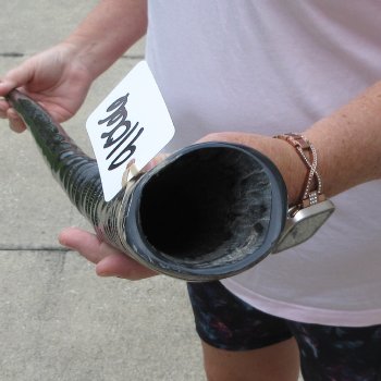 35" Polished Gemsbok Horn (NO POST OFFICE (USPS) SHIPPING!!) 