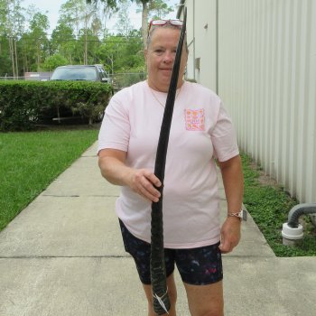 37" Polished Gemsbok Horn (NO POST OFFICE (USPS) SHIPPING!!) 