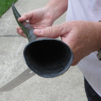 37" Polished Gemsbok Horn (NO POST OFFICE (USPS) SHIPPING!!) 