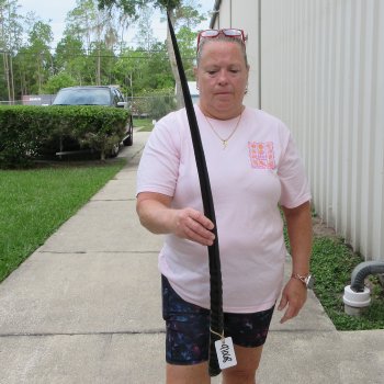 35" Polished Gemsbok Horn (NO POST OFFICE (USPS) SHIPPING!!) 