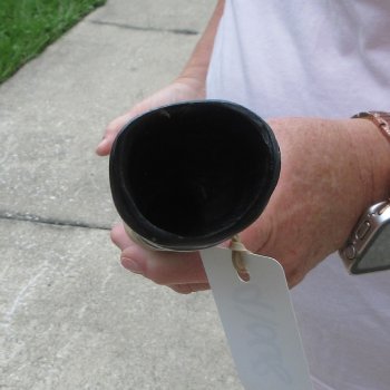 35" Polished Gemsbok Horn (NO POST OFFICE (USPS) SHIPPING!!) 