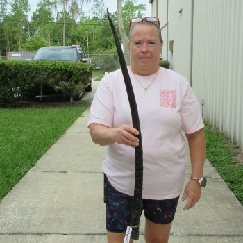 37" Polished Gemsbok Horn (NO POST OFFICE (USPS) SHIPPING!!) 