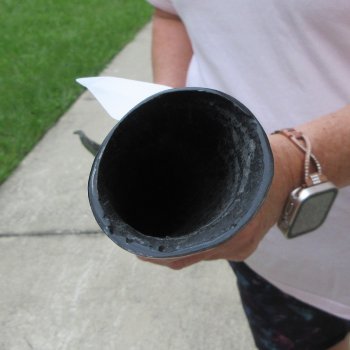 37" Polished Gemsbok Horn (NO POST OFFICE (USPS) SHIPPING!!) 