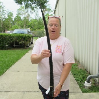 36" Polished Gemsbok Horn  (NO POST OFFICE (USPS) SHIPPING!!) 