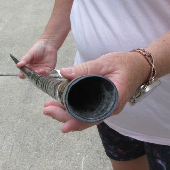 36" Polished Gemsbok Horn  (NO POST OFFICE (USPS) SHIPPING!!) 