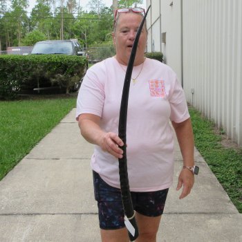 36" Polished Gemsbok Horn (NO POST OFFICE (USPS) SHIPPING!!) 